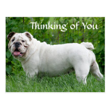 Thinking of You English Bulldog Puppy Dog Postcard