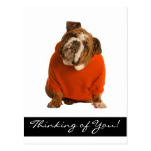 Thinking of You English Bulldog Puppy Dog Postcard