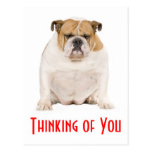 Thinking of You English Bulldog Puppy Dog Postcard