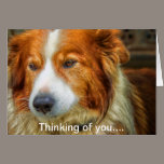 Thinking of you... cards