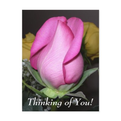 Thinking of You! Postcard by bkang22