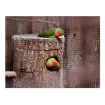 Third Wheel Lovebird Postcard