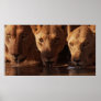 Thirsty Lioness Print
