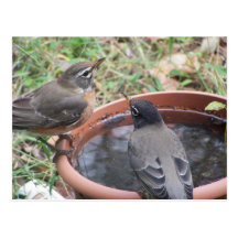 thirsty Robins Postcard