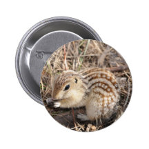 Thirteen Lined Ground squirrel Button