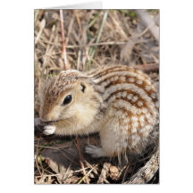 Thirteen Lined Ground squirrel Card