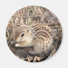 Thirteen Lined Ground squirrel Magnets
