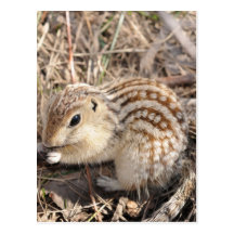 Thirteen Lined Ground squirrel Post Cards