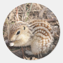 Thirteen Lined Ground squirrel Sticker