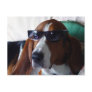 This hound dog is one kool kat post cards