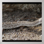 This is off Roadrunner on Rome's Desert Land Print