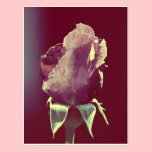 This little rose postcards
