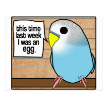 This Time Last Week I Was An Egg Post Card