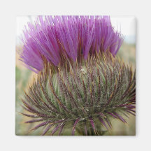 Thistle and Spider Refrigerator Magnet