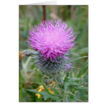Thistle Card