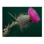 Thistle head pink flower postcard