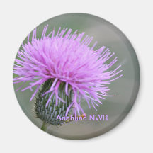 Thistle Magnet