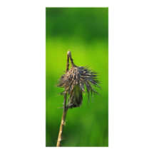Thistle Personalized Rack Card