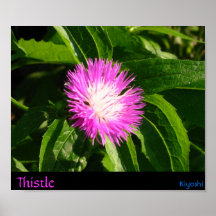 Thistle Posters