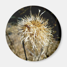 Thistle Seedhead Magnet
