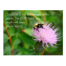 Thistle Wildflower Postcards