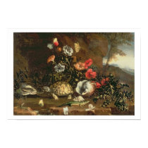 Thistles, flowers, reptiles and butterflies beside posters