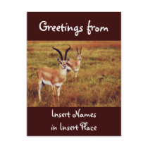 Thompsons Gazelle safari postcards