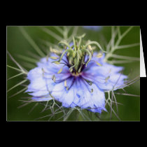Thorny Love Flower cards
