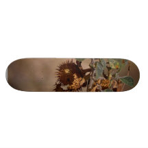 Thorny Seed Pod Skate Boards