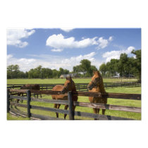 Thoroughbred horse farm in Marion County,