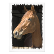 Thoroughbred Horse Invitation