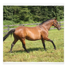 Thoroughbred in a Field Invitation
