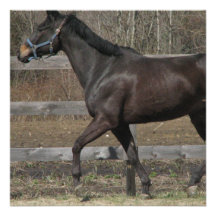 Thoroughbred Prancing Invitations