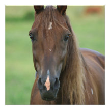 Thoroughbred Race Horse Invitation