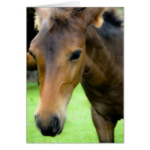 Thoroughbred Selections Greeting Card