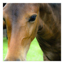 Thoroughbred Selections Invitation