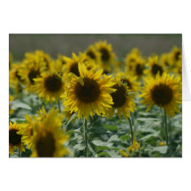 "Those August Blooms"  Note Cards