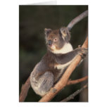 Thoughtful Koala Bear Greeting Cards