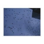Thousands of Crows--F0750 Postcards