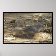 Thrasher Courbe-affiché Affiche