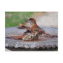 Thrashing Thrushes Postcard