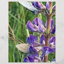 threatened endangered species and fire flyer