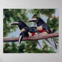 Three Amigos Toucan Poster Print