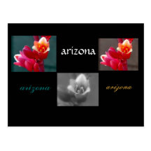 three arizona flowers postcard