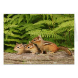 three baby chipmunks greeting card