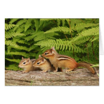 three baby chipmunks greeting card