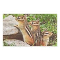 Three Baby Chipmunks Rectangular Stickers
