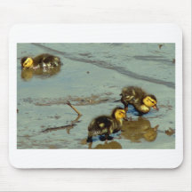 Three Baby Mallards... Mousepads