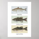 Three Bass Poster