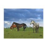 Three beautiful horses on sunny Summer day Postcards